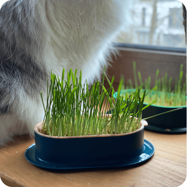 Catdeli - pojemnik do uprawy kociej trawki + GRATIS