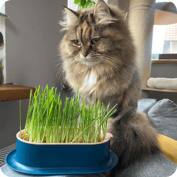 Catdeli - pojemnik do uprawy kociej trawki + GRATIS