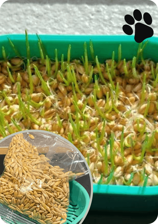 Uzupełnienie Catdeli