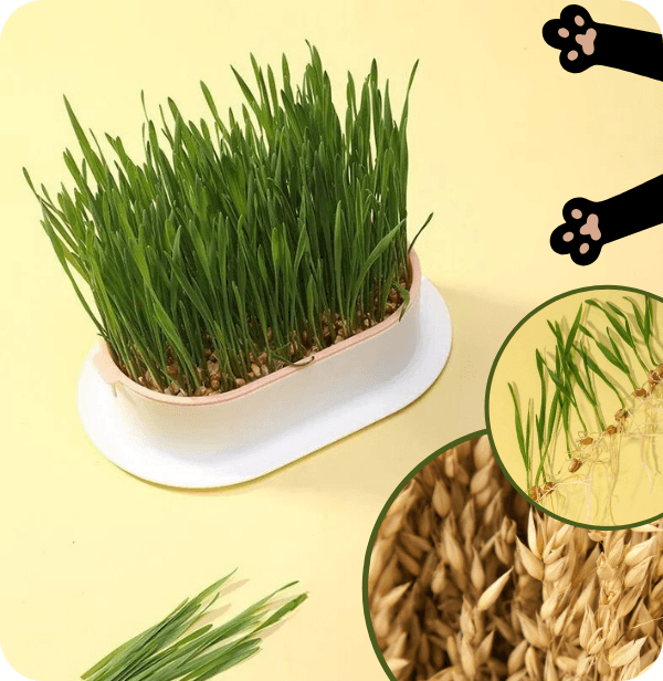 Uzupełnienie Catdeli