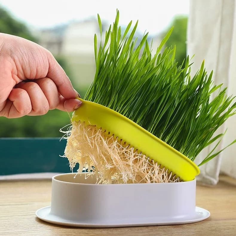 Catdeli - pojemnik do uprawy kociej trawki + GRATIS