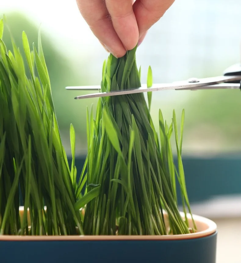 Catdeli - pojemnik do uprawy kociej trawki + GRATIS